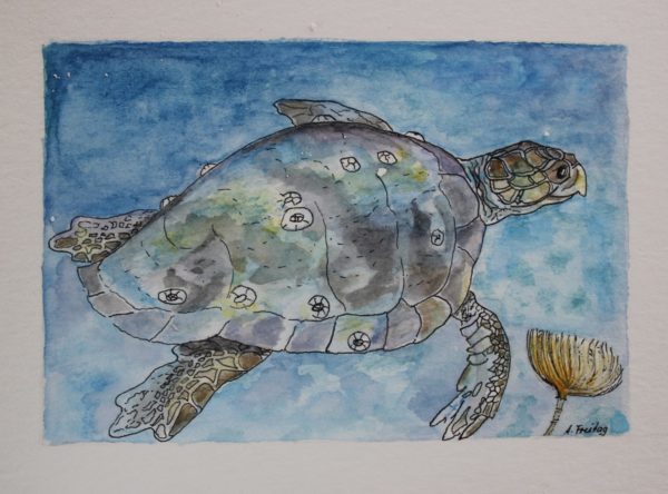 Turtle
