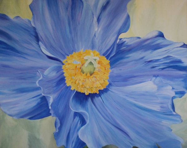 Himalayan Poppy