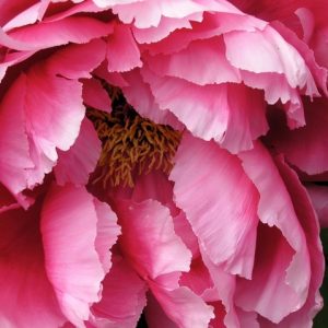 Tree Peony- rose