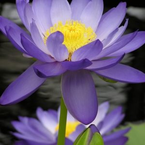Waterlily