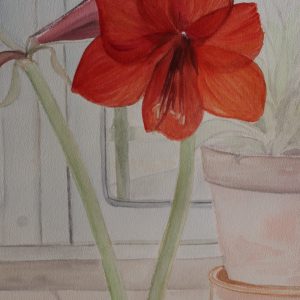 Amaryllis